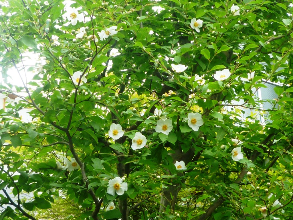 『木の香の間』横の中庭