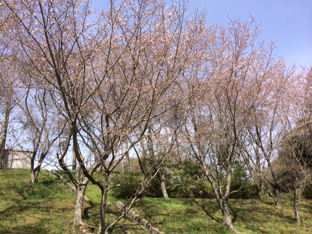 「緑の文化園」内の桜。 まだ三分咲きくらいかな…