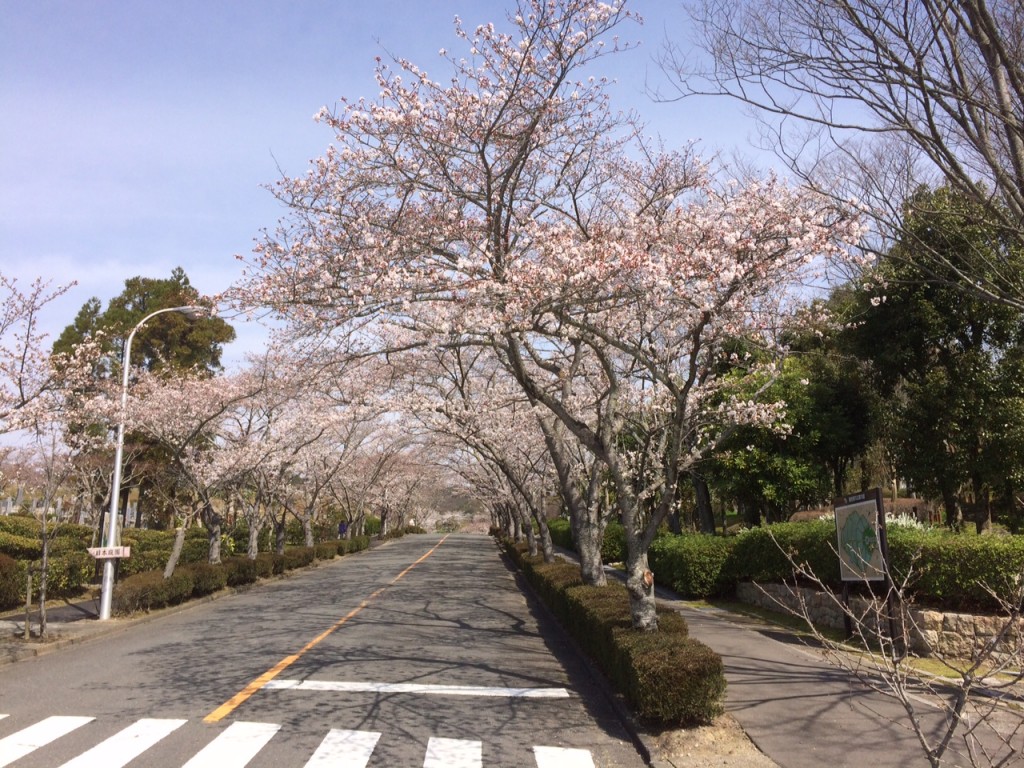 近くの「飯盛霊園」の桜並木。 五分くらい咲いてます。