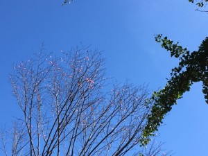 銀杏と桜